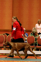 LM6A0480_Field Champion Dogs