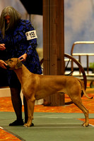 158A9969_Field Champion Dogs