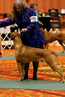 LM6A9997_Field Champion Dogs