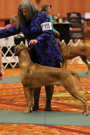 LM6A9997_Field Champion Dogs