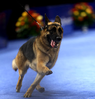 Kennel Club Philadelphi National Dog Show Nov 18 2023