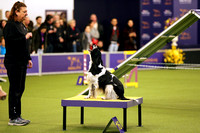 Westminster Masters National Agility Chamionship 2019