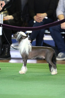 Chinese Crested - Part 2