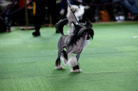 Chinese Crested - Part 1
