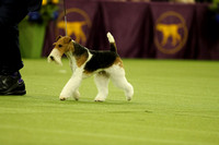 Westminster  Kennel Club 2019