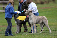 Wolfhounds