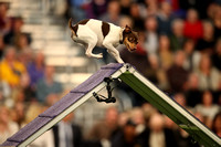 Westminster Masters Agility 2020