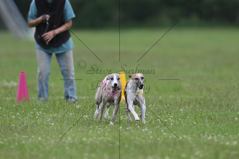 Steve Surfman Photography | Whippets