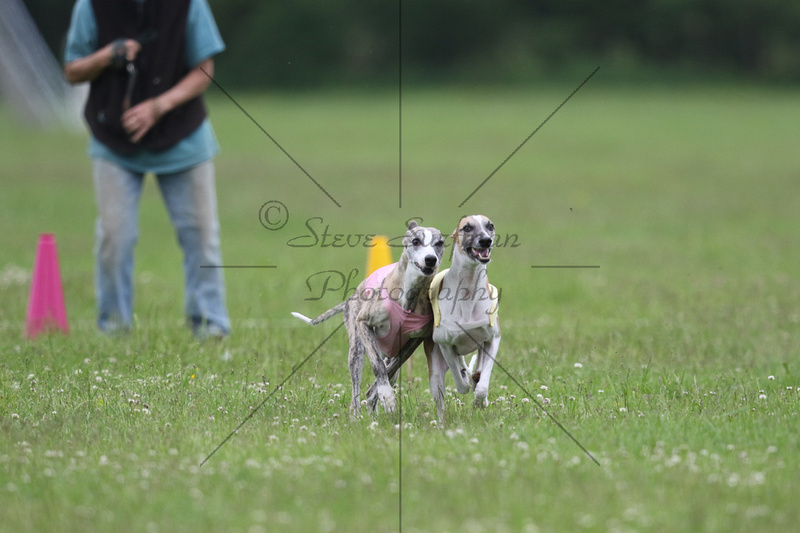 Steve Surfman Photography | Whippets