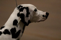 LM6A9849_6-9 Months Puppy Dog