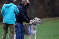 Irish Wolfhound Prelim